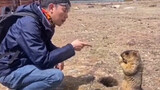 How annoying man can be to groundhogs