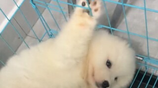 Cute? I traded my IQ for it!