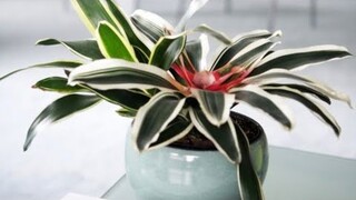 35- INDOOR PLANTS PERFECT FOR SMALL GARDENERS