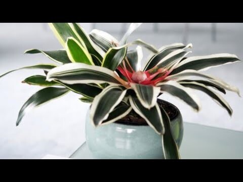 35- INDOOR PLANTS PERFECT FOR SMALL GARDENERS