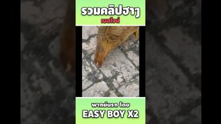 รวมคลิปฮา พากย์นรก #short #easyboy #คลิปฮา #เบสไวน์