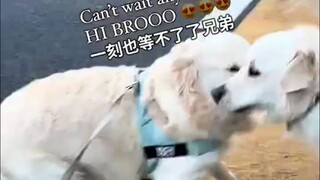 Anjing kecil tidak punya ponsel, jadi setiap kesempatan bertemu teman sangat berharga baginya!