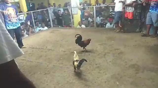 JJ balatan cam sur