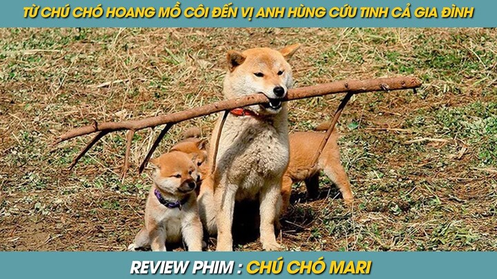 REVIEW PHIM ST | TÓM TẮT PHIM TỪ CHÚ CHÓ HOANG MỒ CÔI ĐẾN VỊ ANH HÙNG CỨU TINH CỦA CẢ GIA ĐÌNH