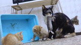 Chú mèo nhỏ tập bắt chuột trong sự chứng kiến của cả nhà