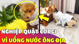 Chú chó có 'SỞ THÍCH' uống nước trên 'BÀN THỜ ÔNG ĐỊA' khiến con sen bất lực 😅 Gâu Đần