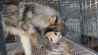 [Animals]The thrilling and exciting story of the kennel