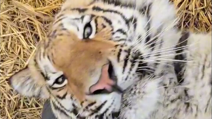 Ternyata kucing besar juga suka digelitik!