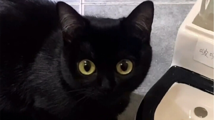 Mana mungkin anak kucing punya niat jahat? Dia cuma iri sama kamu yang punya toilet sendiri, kok!