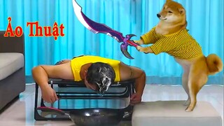 Thú Cưng TV | Ken Trẻ Trâu Bướng Bỉnh #9 | chó Shiba thông minh vui nhộn|  Pets funny cute smart dog