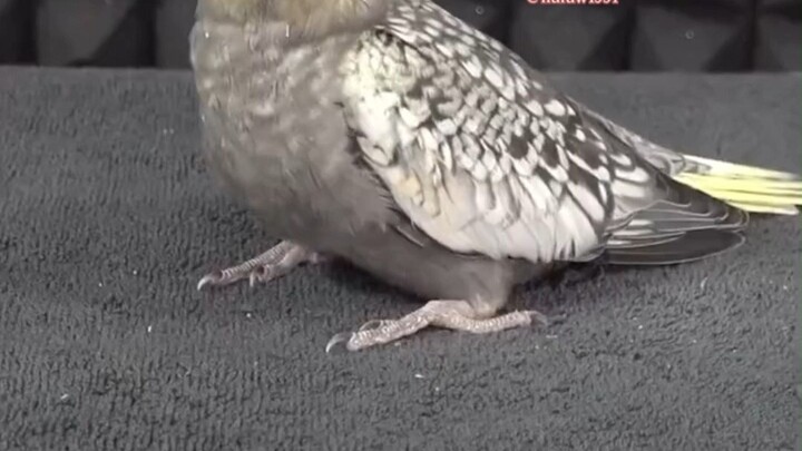 กระบวนการเจริญเติบโตของนกแก้วฮวนเฟิงอายุกว่าหนึ่งเดือน