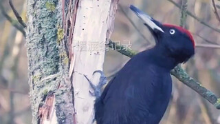 See how a woodpecker works?