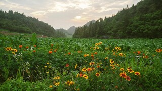 屏门吱呀响，慢慢摆动，