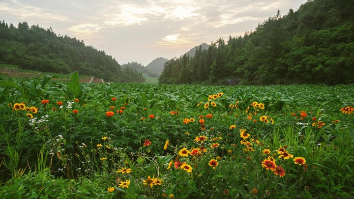 屏门吱呀响，慢慢摆动，