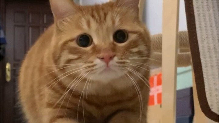 吃我一记猫猫拳！