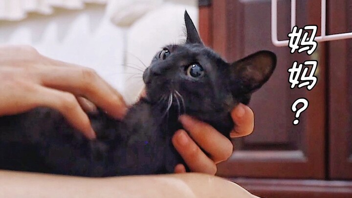 Stray kitten howls day and night, missing its mom—rescuer has no choice but to hold it close and gen