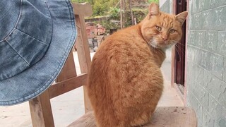 Quả là danh tiếng xứng đáng! Orange đang trong tình trạng tuyệt vời!