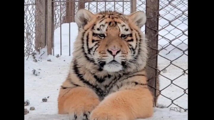 Spring is almost here, and the tiger has gotten so fat it’s unrecognizable!