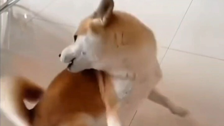 Chú chó sư tử chúc Tết bạn đây