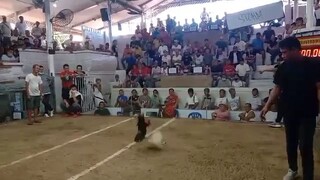 muntik na  maka fastest kill manok ko
