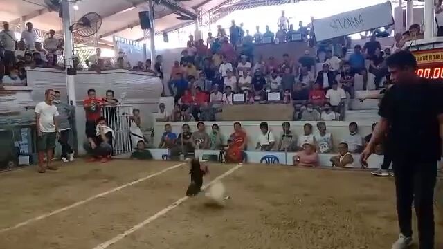muntik na  maka fastest kill manok ko