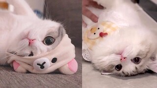 Has anyone seen these two cats? They're super cute! If you haven't, let me show you!