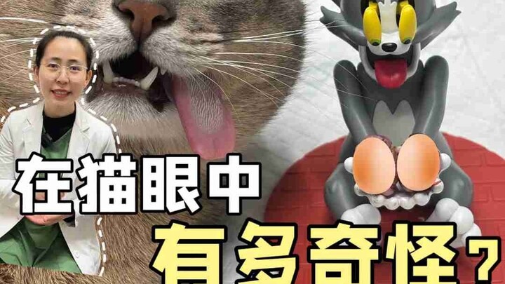 How Weird Is It for a Cat When You Take Them in for Spaying/Neutering?