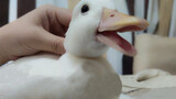 [Animals]Funny moments of Call duck