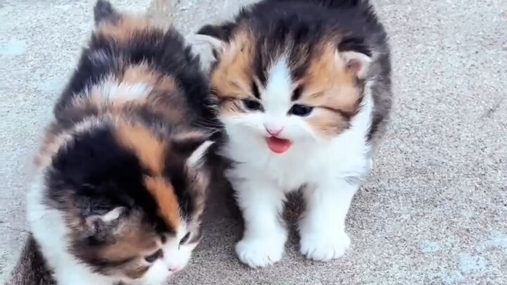 My First Time Befriending the Little Beauty, the Calico Cat