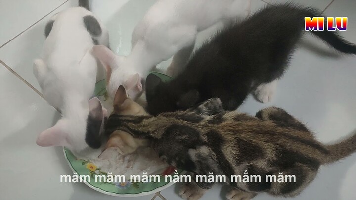 Mèo Con Ham Ăn - Funniest And Cute Pet | MI LU