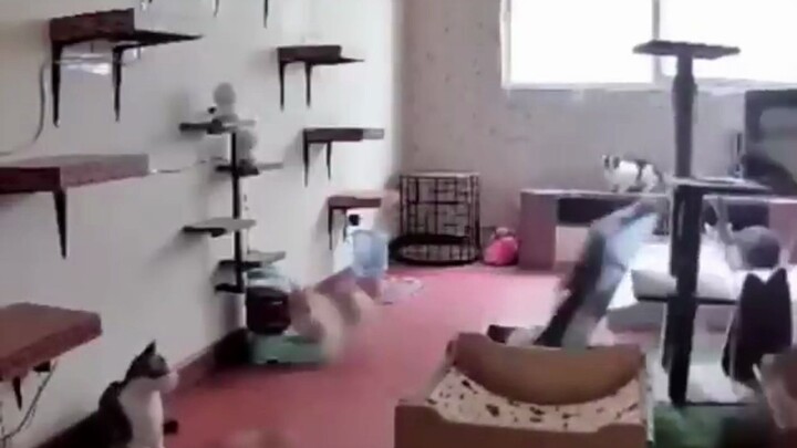 رد الفعل المتسلسل لهاكيمي