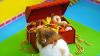 หนูแฮมสเตอร์เอาชีวิตรอดจากเรือนจำ ep 5