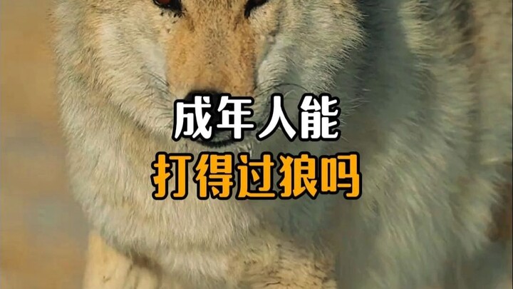 ผู้ใหญ่สู้กับหมาป่าได้ไหม?