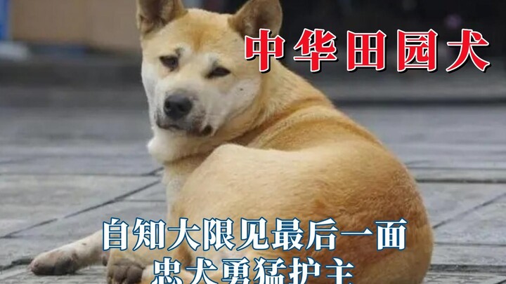 Chó cỏ Trung Quốc còn thân thiết hơn cả người thân, là chú chó trung thành dũng mãnh bảo vệ chủ nhân