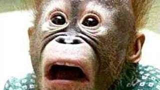 如果你能跟他对视10秒，说明你冷血指数很高