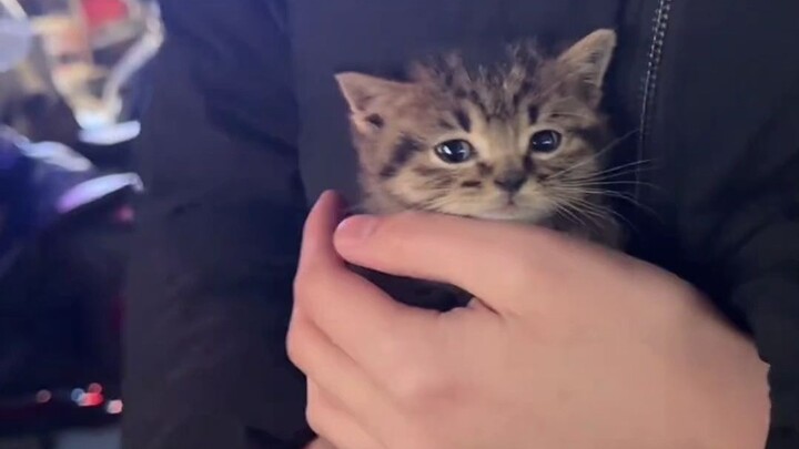 Cat Mom: Is it enough? If not, I’ll just steal two more from the other cats!