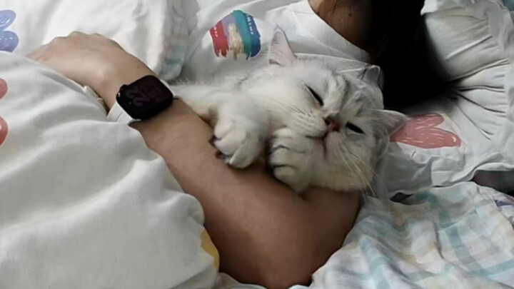 تجربة النوم الحقيقية لأصحاب القطط...