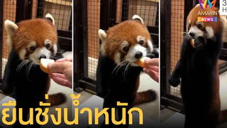 แพนด้าแดงยืนสองขาชั่งน้ำหนัก ต้องให้กินถึงจะนิ่ง