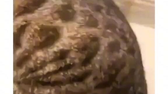 kucing kalem.....masih di liatin, belum dicakar