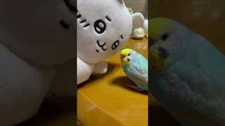 ちいかわと眠いピピちゃん