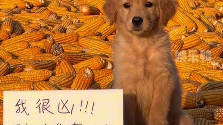 People steal corn—people are bad; the puppy guards the corn—the puppy is good.