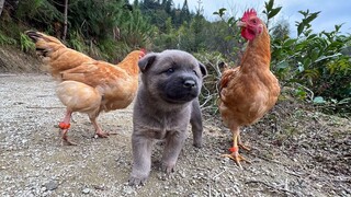 Sống Ở Nông Thôn Phải Có Các Loài Động Vật Mới Không Thấy Chán