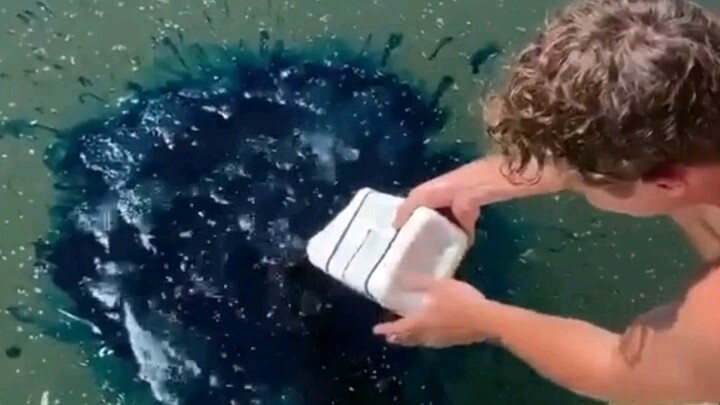 Why pour blue liquid into the pond?