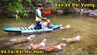 Bầy Chó Bơi Theo Bảo Vệ Người Chủ Đang Chèo Thuyền Và Cái Kết Hài Hước | Tám Tới Tấp