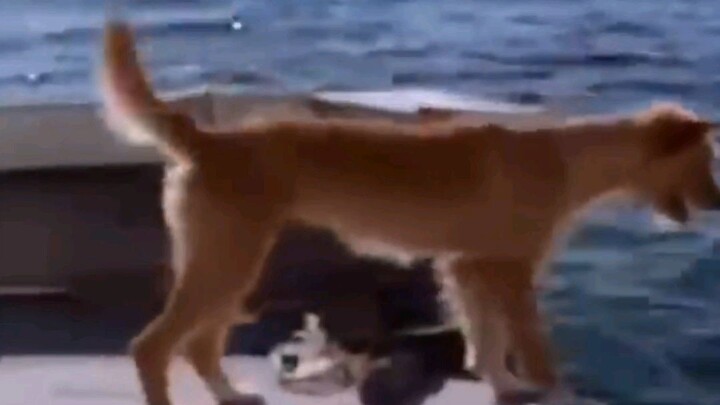 The dog and dolphin