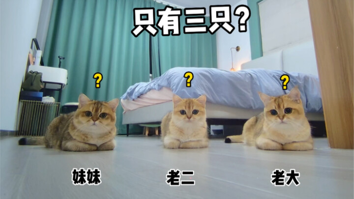 Pada akhirnya, anak ketiga malah menjilati ludah... Apakah Anda masih bisa menerimanya?