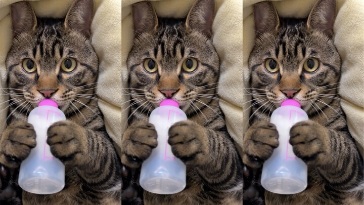 Bibi-bibi! Mereka bilang pandangan mataku bersih seperti mahasiswa.