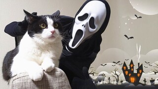 This Is How A Cat Gets Shocked