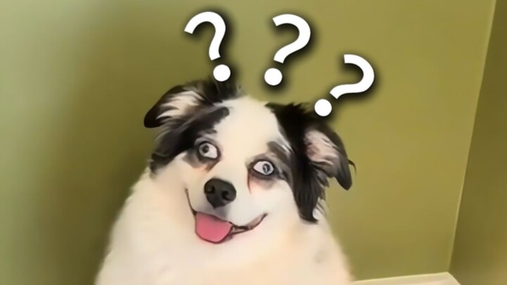 A Collection of Animals' Confusing Behaviors 217