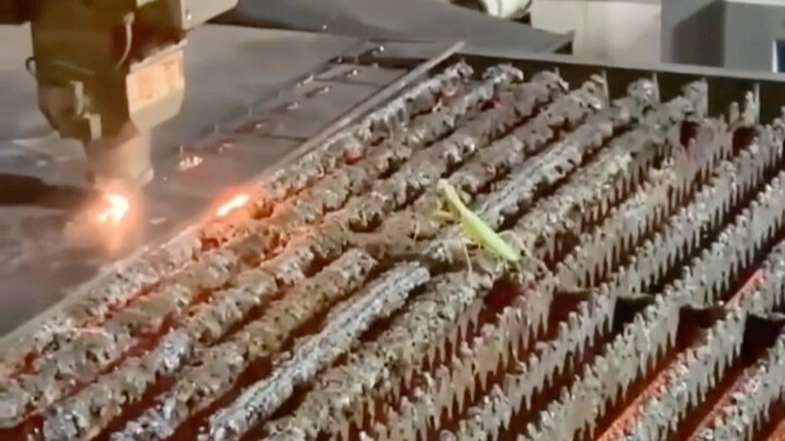 Mantises truly are the killers of insects their own size—precise and deadly!